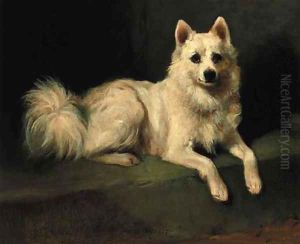 Minnie, a samoyed Minnie, a samoyed