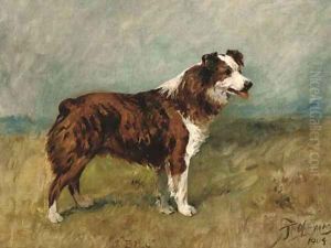 Bill, a collie Bill, a collie