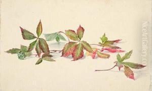 Leaf Studies by August Friedrich Schlegel