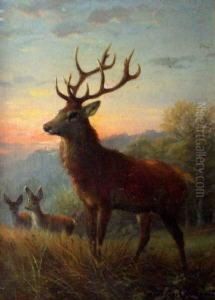 Aufmerksamer Hirsch Und Rehe Bei Morgenrot