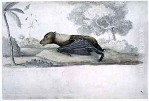 f1 A species of bat painted while accompanying Captain James Cook on his third voyage by William Ellis