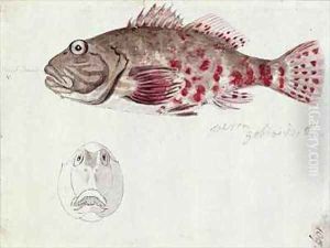 f109 A Fish painted while the artist was accompanying Captain James Cook on his third voyage