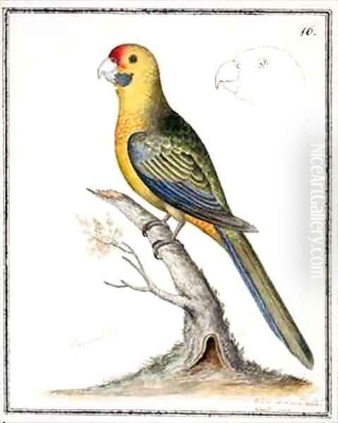 f16 Green Rosella Platycercus caledonicus - view 1