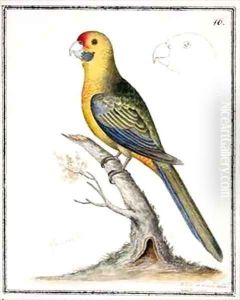 f16 Green Rosella Platycercus caledonicus by William Ellis