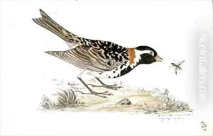 f80 Alaska longspur Calcarius lapponicus alascensis by William Ellis