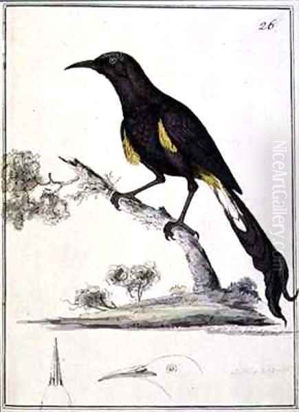 Double plumed Moho Moho nobilis - view 1