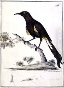 Double plumed Moho Moho nobilis by William Ellis