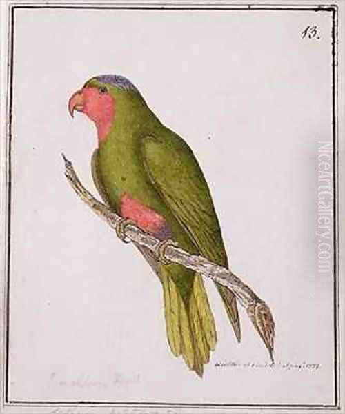 f13 Blue crowned Lory Vini australis - view 1