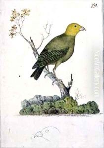 f79 Ou Psittirostra psittacea by William Ellis