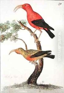 f29 Red Sickle bill Olakele or Liwi Vestiaria coccinea by William Ellis