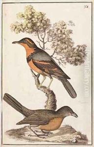 f74 TtoB Varied Thrush Ixoreus naevius and an American Robin Turdus migratorius by William Ellis