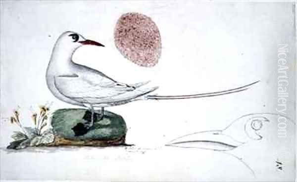 f48 Red Tailed Bird Phaeton rubricauda melanorhynchos - view 1