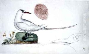f48 Red Tailed Bird Phaeton rubricauda melanorhynchos by William Ellis
