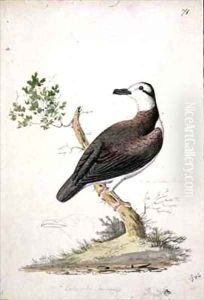f71 Lathams Garnet winged Pigeon Gallicolumba erythroptera by William Ellis