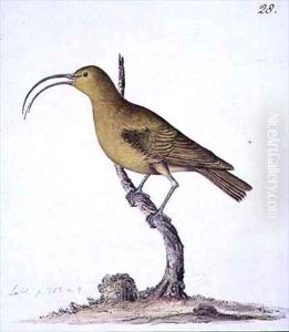 f28 Hook-billed Green Creeper or Akialoa Hemignathus obscurus by William Ellis