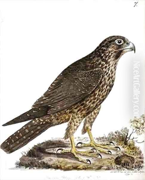 f7 Siberian Peregrine Falcon Falco perigrinus - view 1