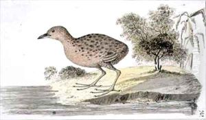 f70 Sandwich Rail pennula sandwichensis by William Ellis