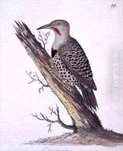 f19 North-western Flicker Colaptes cafer by William Ellis