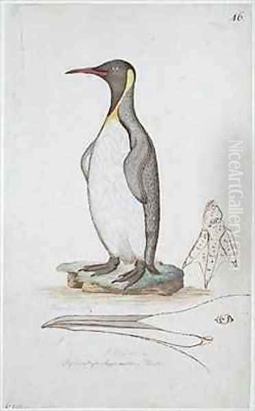 f46 King Penguin Aptenodytes patagonicus - view 1