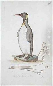 f46 King Penguin Aptenodytes patagonicus by William Ellis