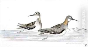 f63 Red necked or Northern Phalerope Lobipes lobatus by William Ellis