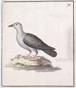 f72 Pacific Pigeon Ducula pacifica pacifica by William Ellis