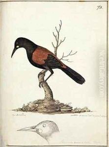 f73 New Zealand Saddleback or Tieke Creadion carunculatus by William Ellis