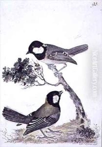 f93 Coal Tit and Great Tit Parus ater insularis and Parus major minor f93 Coal Tit and Great Tit Parus ater insularis and Parus major minor