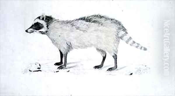 f5 An unidentified animal - view 1