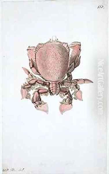 f113 Crab painted while accompanying Captain James Cook on his third voyage - view 1