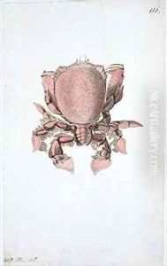 f113 Crab painted while accompanying Captain James Cook on his third voyage