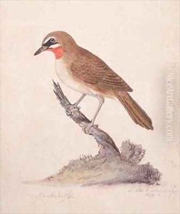 f75 Greater Kamchatka Nightingale or Siberian Ruby throated Robin Luscinia calliope camschatka f75 Greater Kamchatka Nightingale or Siberian Ruby throated Robin Luscinia calliope camschatka