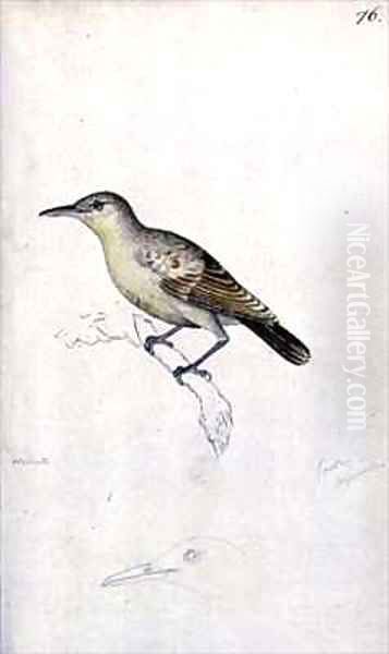 f76 Tahitian Reed warbler Conopoderas caffra caffra - view 1