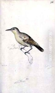 f76 Tahitian Reed warbler Conopoderas caffra caffra f76 Tahitian Reed warbler Conopoderas caffra caffra
