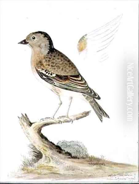 f84 Female Brambling Fringilla montifringilla - view 1