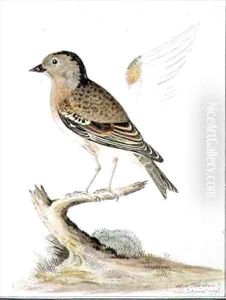 f84 Female Brambling Fringilla montifringilla f84 Female Brambling Fringilla montifringilla
