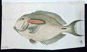 f99 A Fish painted while the artist was accompanying Captain James Cook on his third voyage