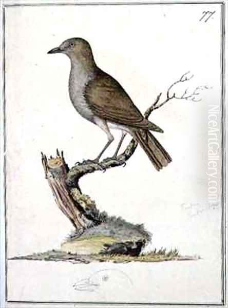 f77 Hawaiian Thrush Phaeornis obscura - view 1
