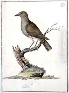 f77 Hawaiian Thrush Phaeornis obscura f77 Hawaiian Thrush Phaeornis obscura
