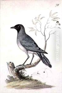 f78 Black faced Cuckoo shrike Coracina novaehollandiae by William Ellis