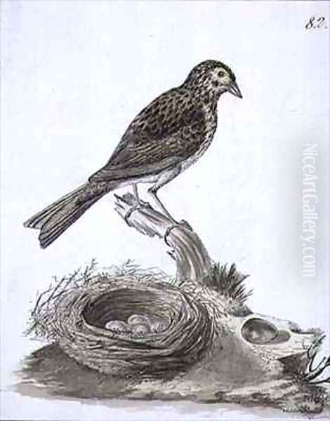 f82 Aleutain Savannah Sparrow Passerculus sandwichensis - view 1