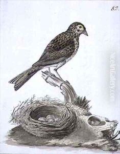 f82 Aleutain Savannah Sparrow Passerculus sandwichensis f82 Aleutain Savannah Sparrow Passerculus sandwichensis