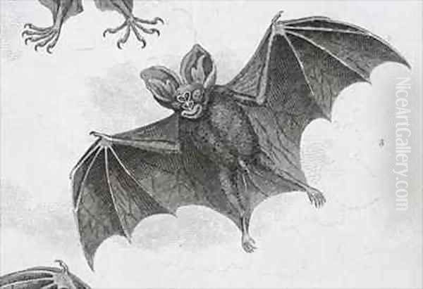 Bat - view 1