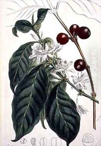 Coffea arabica Coffee by Sydenham Teast Edwards