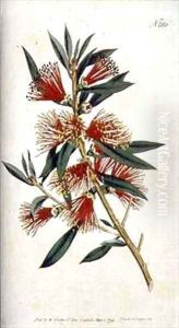 Harsh leaved Metrosideros Metrosideros citrina by Sydenham Teast Edwards
