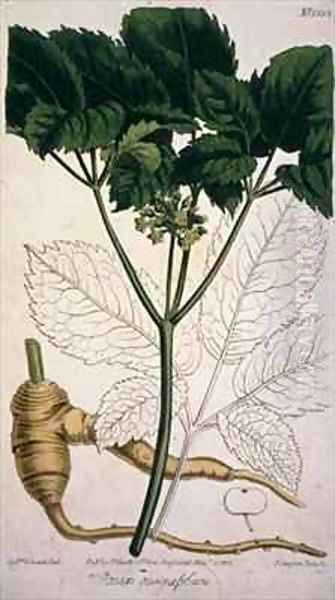 Panax quinquefolium Ginseng - view 1
