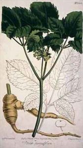 Panax quinquefolium Ginseng by Sydenham Teast Edwards