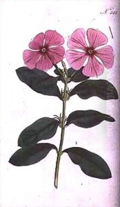Periwinkle Vinca rosea madagascar