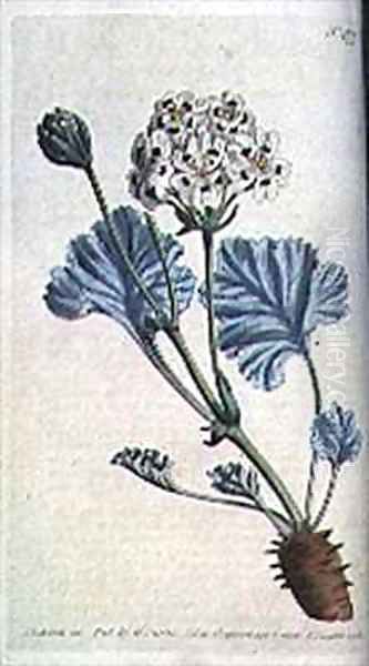 Thick stalked cranes bill Pelargonium crassicaule - view 1