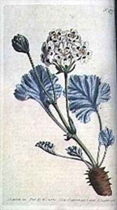 Thick stalked cranes bill Pelargonium crassicaule by Sydenham Teast Edwards